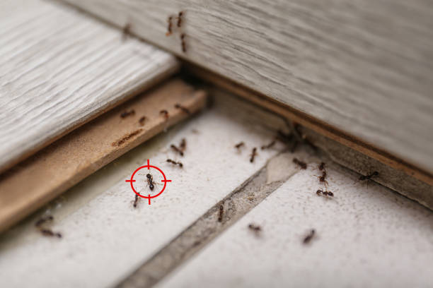 Best Wasp Removal Services  in Cana, VA